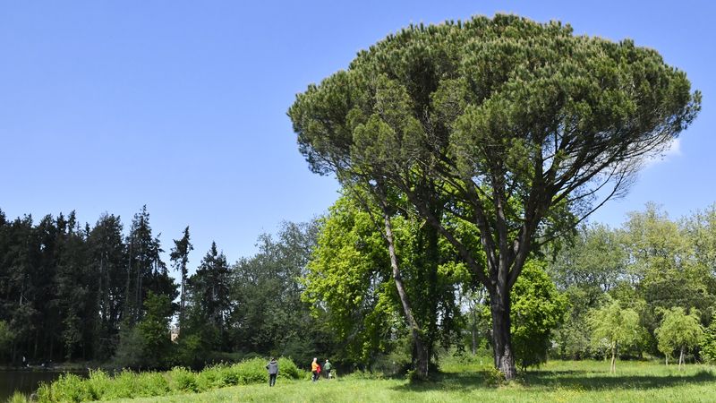Face au dérèglement climatique, les arbres vont jouer un rôle de plus en plus essentiel. La charte des arbres adoptée par Nantes Métropole vise à mieux les protéger. Ici un pin parasol à Bouaye. © Rodolphe Delaroque